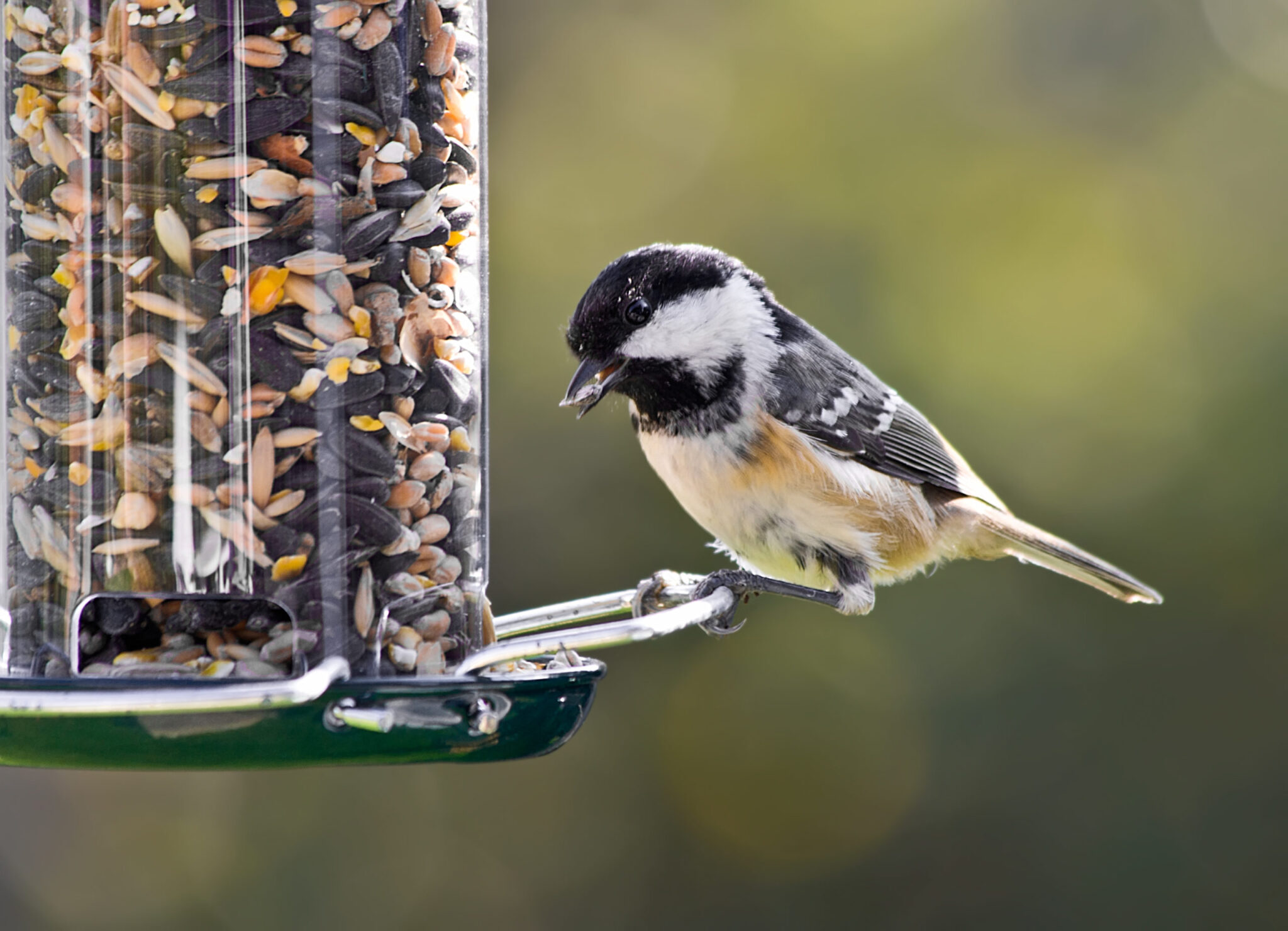Cheap Seeds Bring Cheap Birds: Weigh Price and Value to Achieve a Better Return on Investment