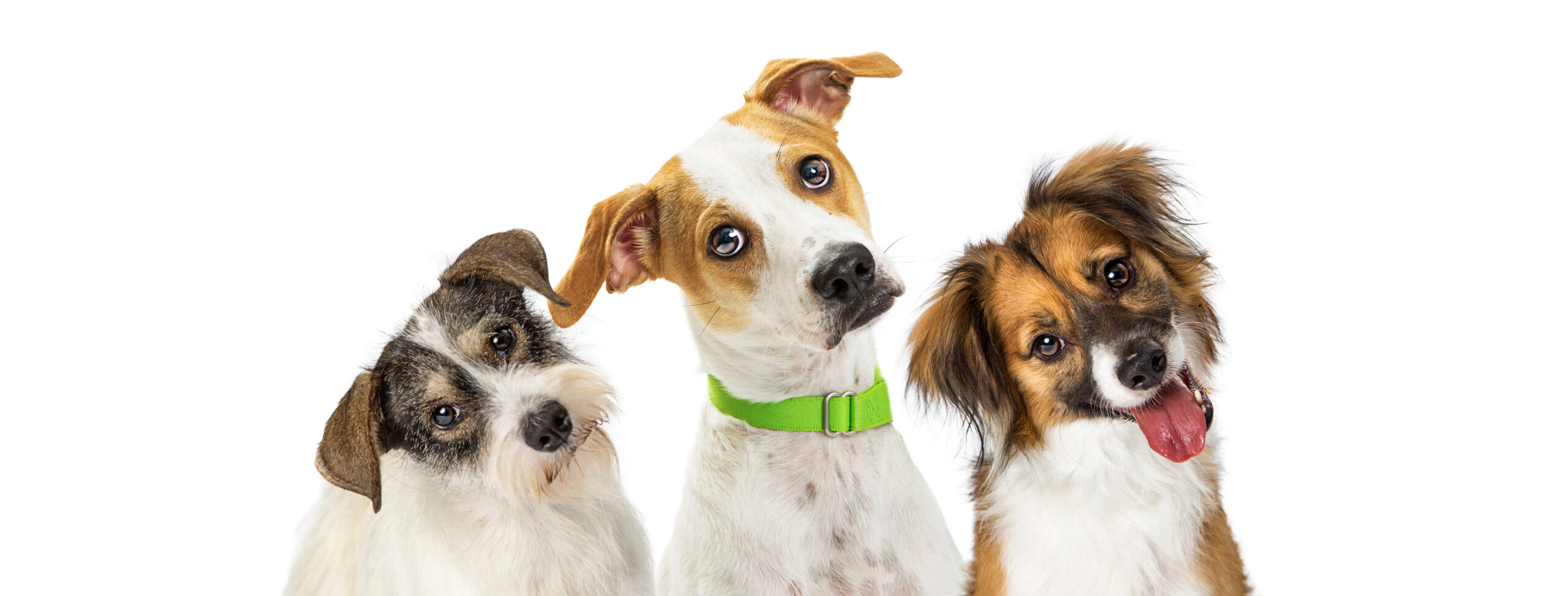 manage-pet-care-calls-with-limited-staff